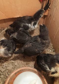 australorp chicks available