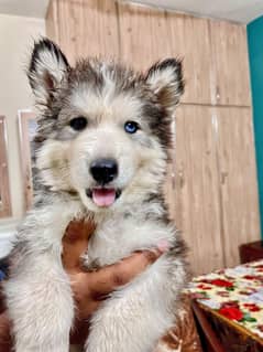 Siberian