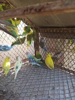 Australian parrot babies mother's father's I am sell contact number
