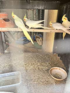 Cocatail urgent sale