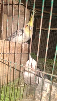 6 month age male and female