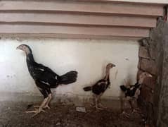 Shamo Aseel Chicks / Special Breed /  Healthy Chicks