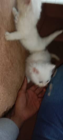 parchian cat