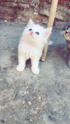persian Kittens for Sale Age 1month