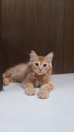 Persian