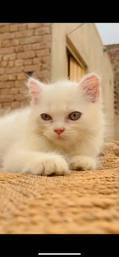 Persian