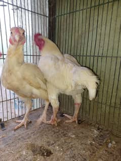 ko shamo pair for sale egg laying
