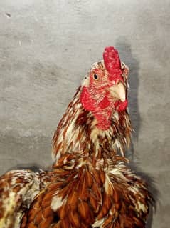Aseel Murgay Available for Sale Bestest Quality Birds Fix Price