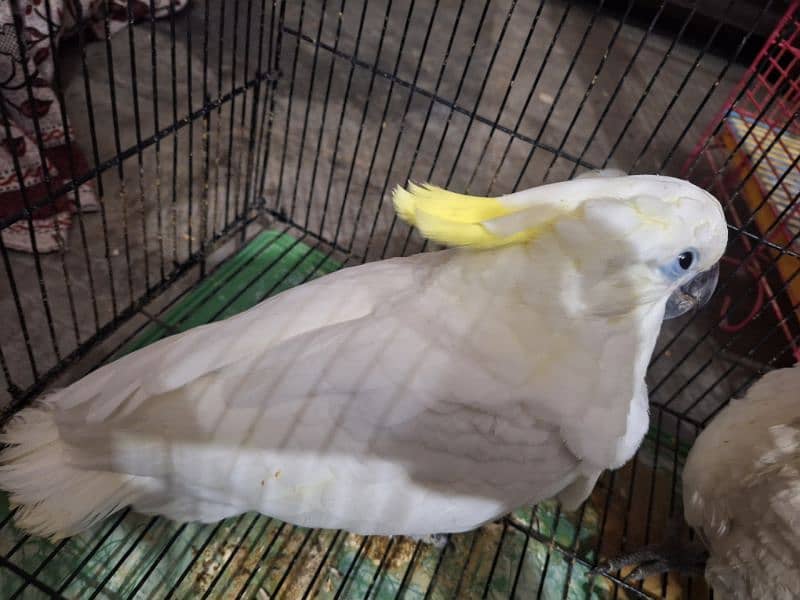 Triton cacatoo Bleu gold macaw African grey salf 0