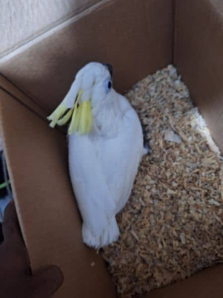 Triton cacatoo Bleu gold macaw African grey salf 3