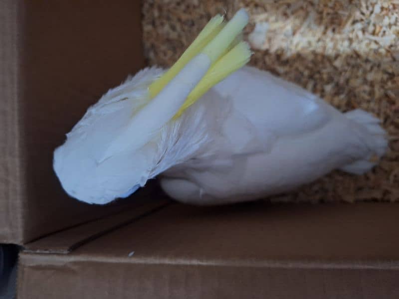 Triton cacatoo Bleu gold macaw African grey salf 4