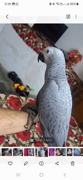 Triton cacatoo Bleu gold macaw African grey salf 5