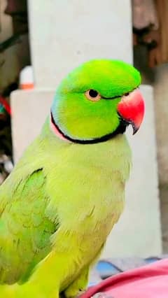 Arman