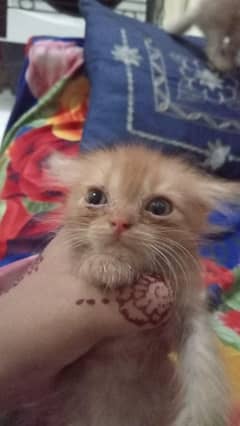 cats for sale