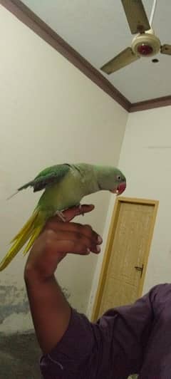 taking parrot