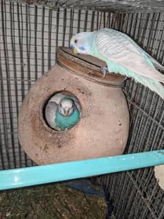 budgie 8 pair  Andy bachi ke sth