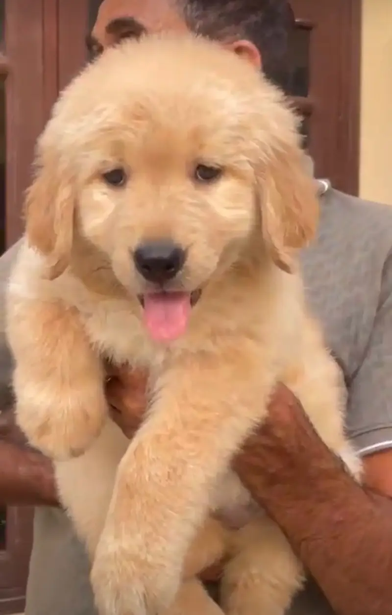 golden retriever puppy for sale