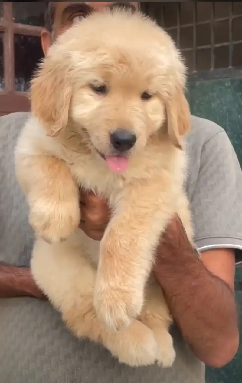 golden retriever puppy for sale — photo 2