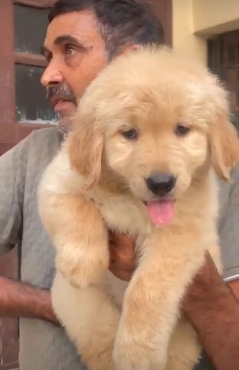 golden retriever puppy for sale — photo 3