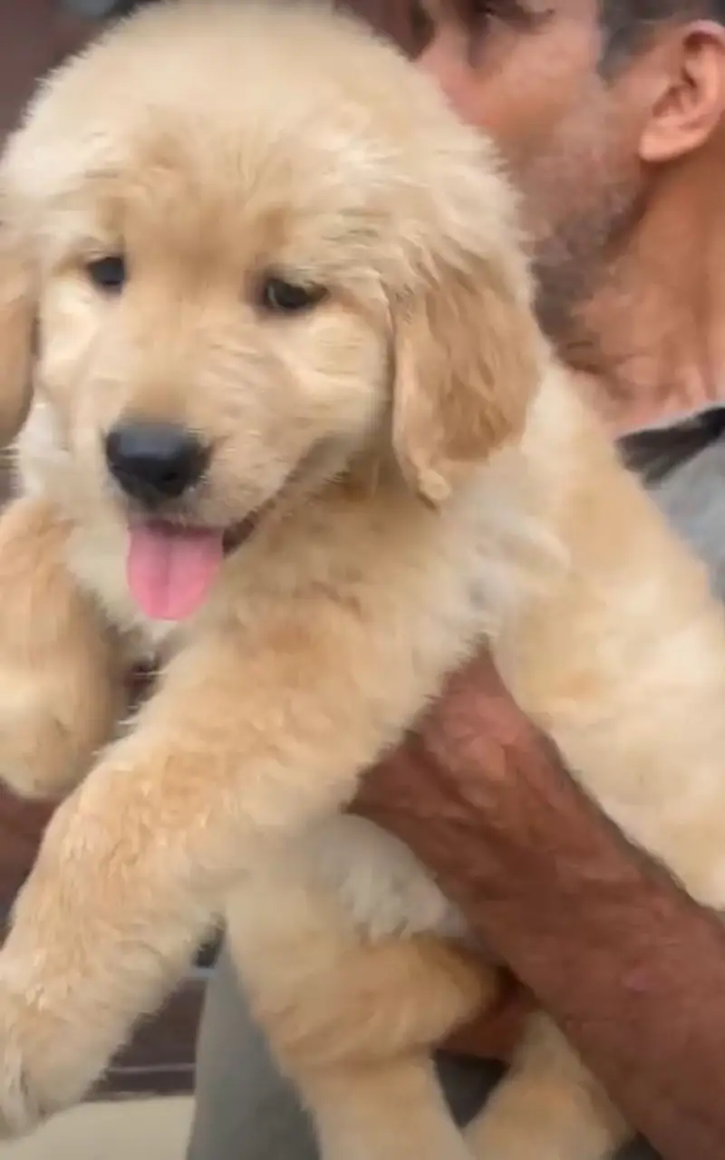 golden retriever puppy for sale — photo 4