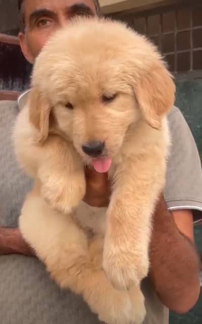 golden retriever puppy for sale
