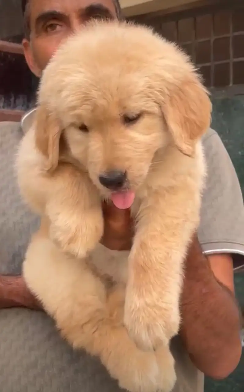 golden retriever puppy for sale — photo 5