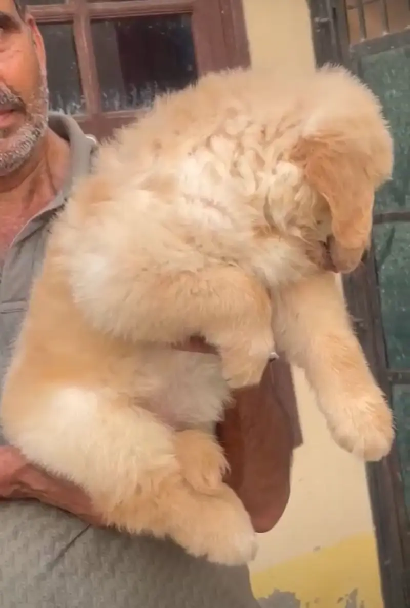 golden retriever puppy for sale — photo 6