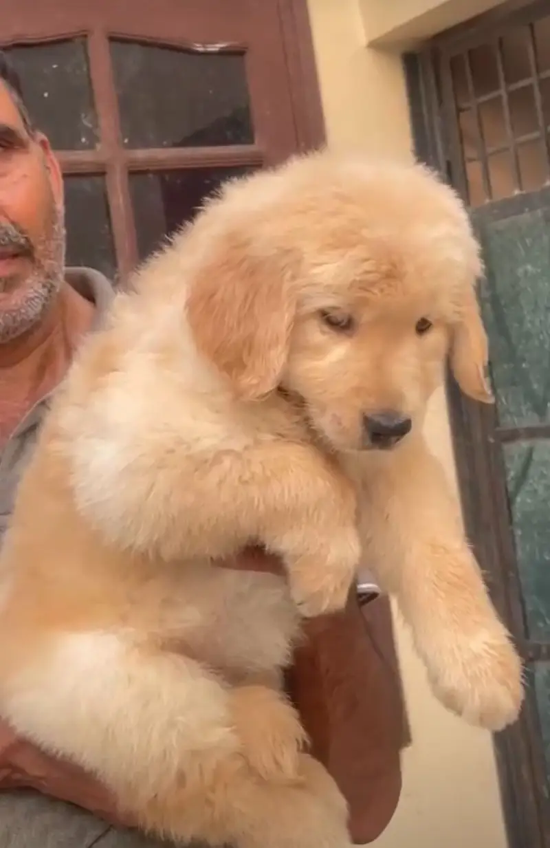 golden retriever puppy for sale — photo 7