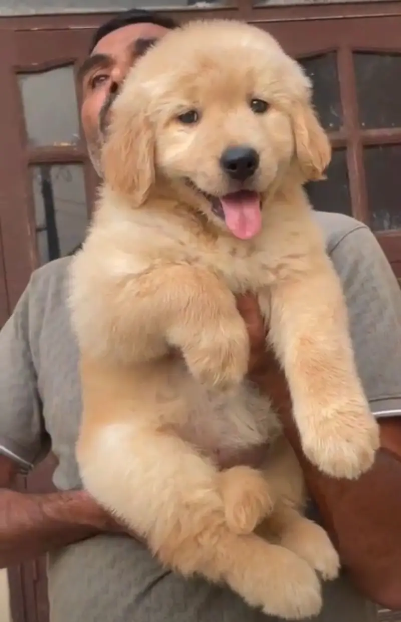 golden retriever puppy for sale — photo 8