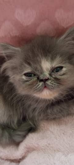 piki punch kitten