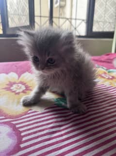 Kitten