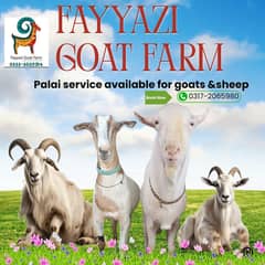 palai service