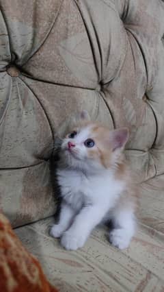 kitten for sale