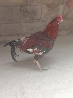 Breading ka liya best ha