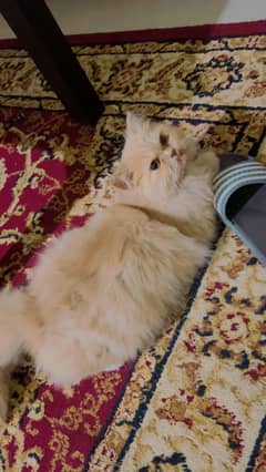 Persian