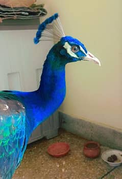 Male peacock for sale