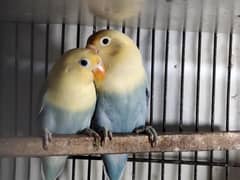 Mix Colour Love Birds