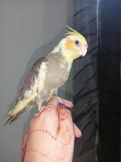 Handtame cocktail