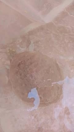 tortoise urgent sale