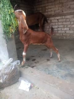dasi