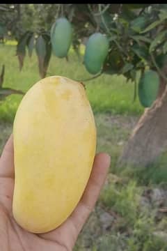 Multani Mangoes