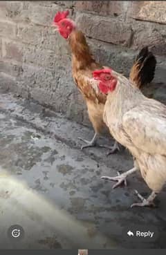Desi murgiyan