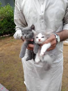 parsian double coat cross bread kittens