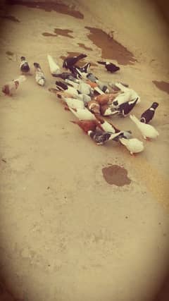 pigeons