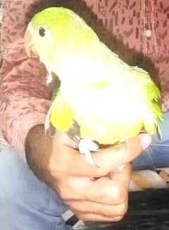 birds hand tame