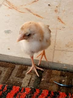 cheena cross lasani mushka chick