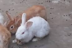 Angora Poland Rabbits & Aerica Snow White Rabbits For Sale