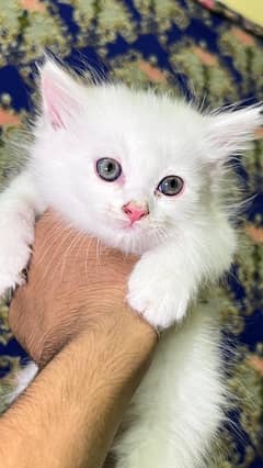 Persian Cat | Cute | White Persian Kitten | kittens | Cats For Sale