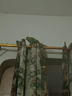 4 months ringneck parrot baby