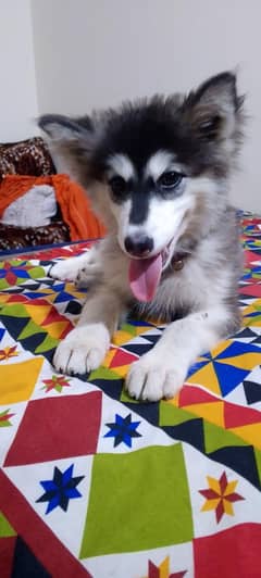 Husky